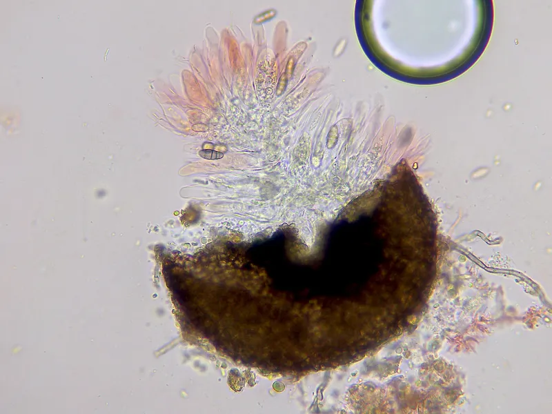 Capronia sexdecimspora 10 - X 100-004